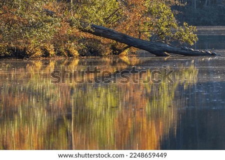Turtles bask on a fallen log sitting in lake surrounded by beautiful fall foliage at twilight.