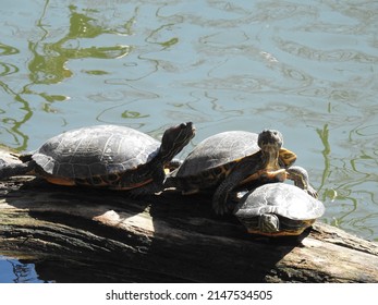 Turtles Basking On A Fallen Tree In The Schuylkill River, Montgomery County, Pennsylvania.