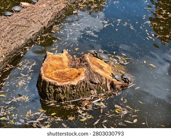 Turtles basking on a large tree stump and fallen log in a serene pond. Several freshwater turtles rest on the weathered wood surrounded by floating autumn leaves and small fish swimming in clear water under bright sunlight. Peaceful wildlife scene in natural habitat.