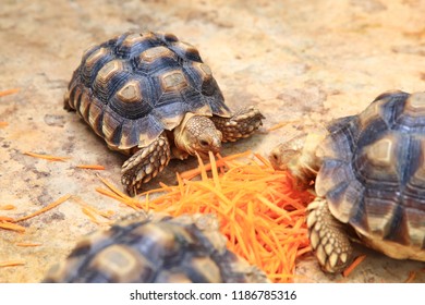 Turtles Eat Carrot Stock Photo 1186785316 | Shutterstock