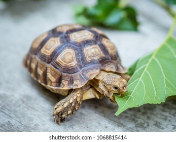 Turtles eat vegetables - Shutterstock ID 1068815414