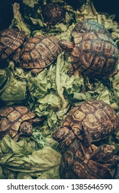 Turtles Eating Lettuce Leaves Inside Box Stock Photo (Edit Now) 1385646590