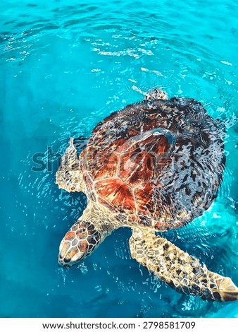
Turtles gracefully glide and drift through the crystal-clear blue sea, like the gentle spirit of the ocean moving peacefully through the waves.
