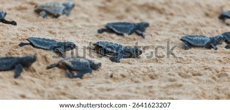 The turtles hatch from their eggs and crawl along the sand towards the ocean.