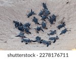 Turtles hatchlings on the beach. Many baby turtles going out of the nest, walking to the ocean. Cute and magical wildlife moment. Ningaloo national park in Exmouth, Western Australia.