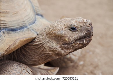 turtle's head in profile.  - Shutterstock ID 723083131