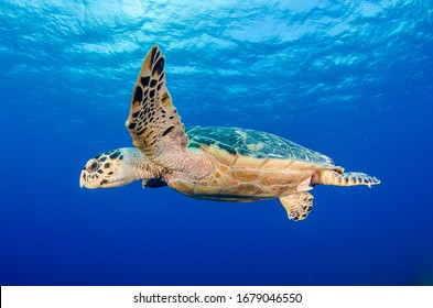 Turtles In The Island Of Grand Cayman