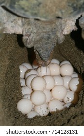 1,550 Turtle laying eggs Images, Stock Photos & Vectors | Shutterstock