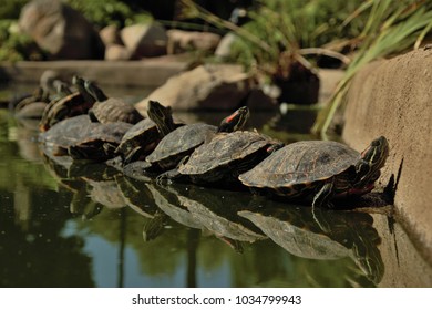 Turtles Line Up