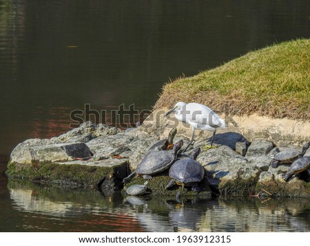 Turtles looking at Snowy Egret