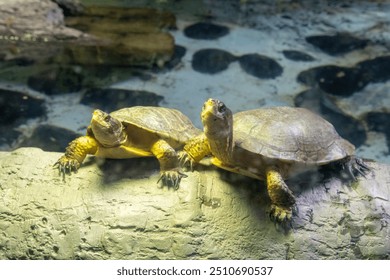 Turtles in an  manmade enclosure