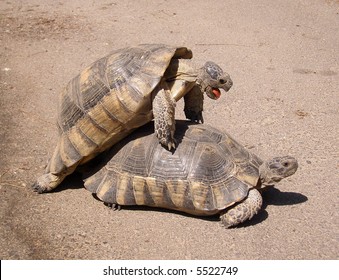  Turtles Mating