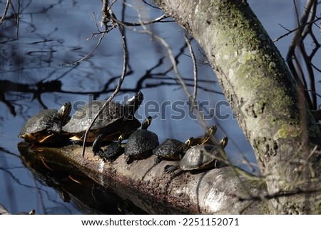 Turtles in the morning sunlight on a branch in the water at Shelter Cove.