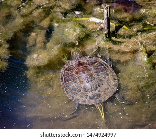 Turtles Natural Wetland Habitat Lake Acworth Stock Photo 1474924997 ...