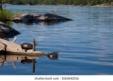 Turtles On French River, Ontario, Canada