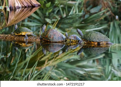 Turtles On A Log In Boynton Beach, Florida