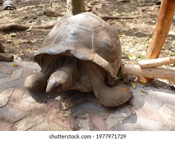 Turtles On Prison Island Zanzibar Stock Photo 1977971729 | Shutterstock