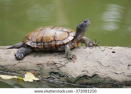 turtles ,Turtles on the tree,beautiful turtles