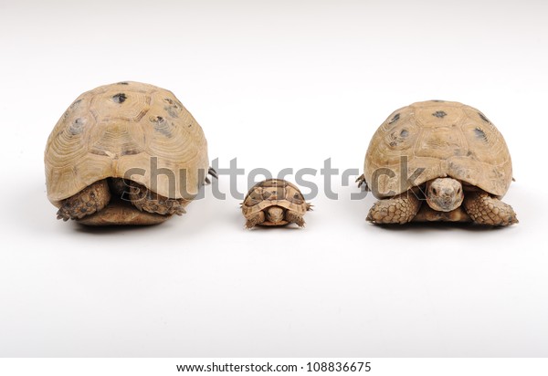 Turtles On White Backround Stock Photo 108836675 | Shutterstock