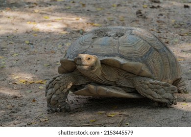 Turtle trace Images, Stock Photos & Vectors | Shutterstock