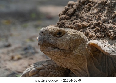 Turtles Are One Of The Four Modern Orders Of Reptiles. Contains About 328 Modern Species, Grouped Into 14 Families And Two Suborders. Turtle Fossils Have Been Traced Back Over 220 Million Years.