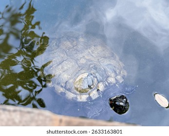  The turtle's patterned shell is clearly visible just below the water's surface, and its head, with the characteristic red stripe behind its eye, is slightly raised.An overhead shot shows a Red-eared 