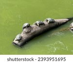 Turtles perching on a wood in pond