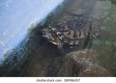Turtles in the pool