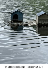 Turtles resting on a floating platform beside wooden shelters on a calm lake with gentle reflections