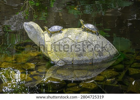 Turtles Resting on a Stone Turtle Sculpture in a Pond