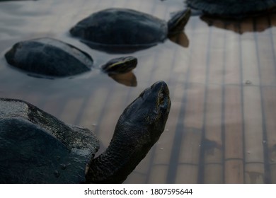 Turtles in the river 