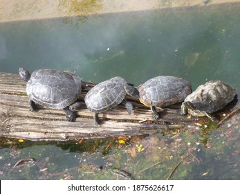 705 Turtles in a row Images, Stock Photos & Vectors | Shutterstock