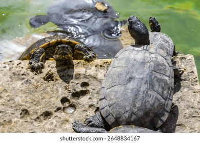 turtles safe from wate. Malta