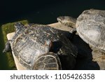 Turtles Soaking Up The Sun