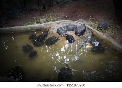 241 Sleepy turtle Images, Stock Photos & Vectors | Shutterstock