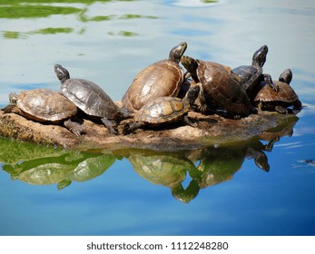 turtles sun bathing