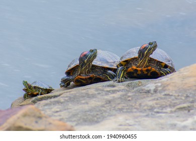 Turtles sunning by pond showing different, individual or contrarian concept