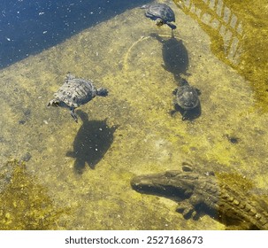 turtles swim in the lake - Powered by Shutterstock