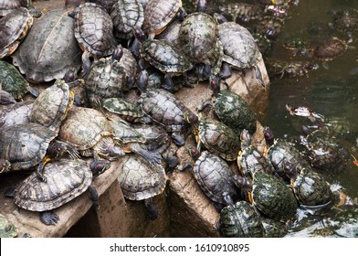 Turtles Swim In The Pond. Jade Emperor Pagoda (Ngoc Son Pagoda ) In Ho Chi Minh City Vietnam.