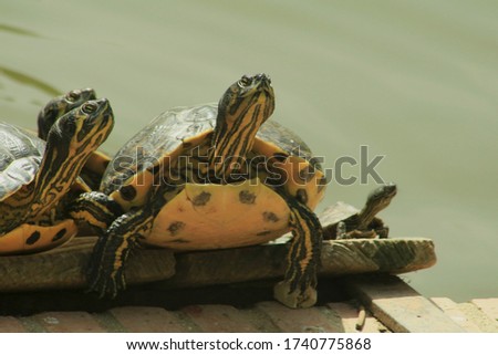 Turtles taking sunlight at noon