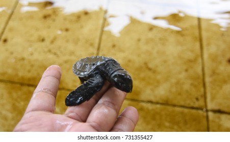 43 Turtle and hughes Images, Stock Photos & Vectors | Shutterstock