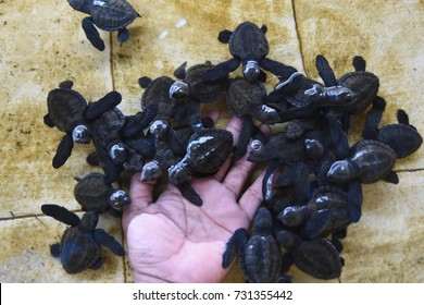 43 Turtle and hughes Images, Stock Photos & Vectors | Shutterstock