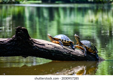 Turtles In Tortuguero Costa Rica