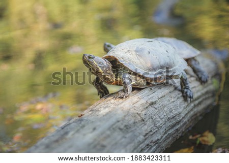 Turtles (Trachemys scripta) play on a log in Park Maksimir, the Croatian capital city of Zagreb. Turtles have are widespread after being released as pets. There are approximately 300 in Park Maksimir.