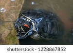 Turtles Trachemys scripta or Pond slider with red-eared slider in the terrarium. Selective focus.