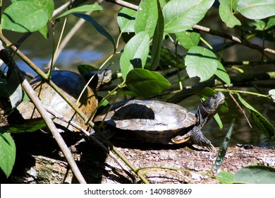 turtles in the trunk of a tree