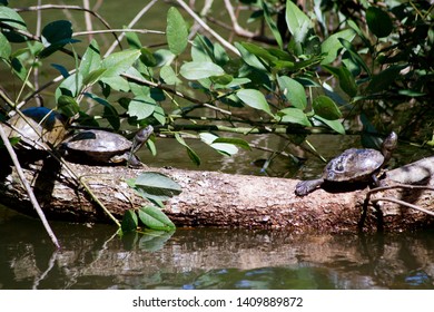 turtles in the trunk of a tree