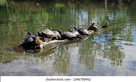 Turtles In The Wather