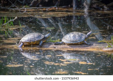 Turtles At The Wildlife Preserve In Fraser Valley, BC