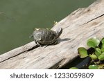 turtles of the world